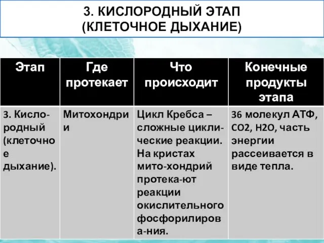 3. КИСЛОРОДНЫЙ ЭТАП (КЛЕТОЧНОЕ ДЫХАНИЕ)