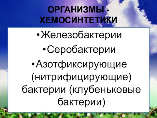 ОРГАНИЗМЫ - ХЕМОСИНТЕТИКИ Железобактерии Серобактерии Азотфиксирующие (нитрифицирующие) бактерии (клубеньковые бактерии)