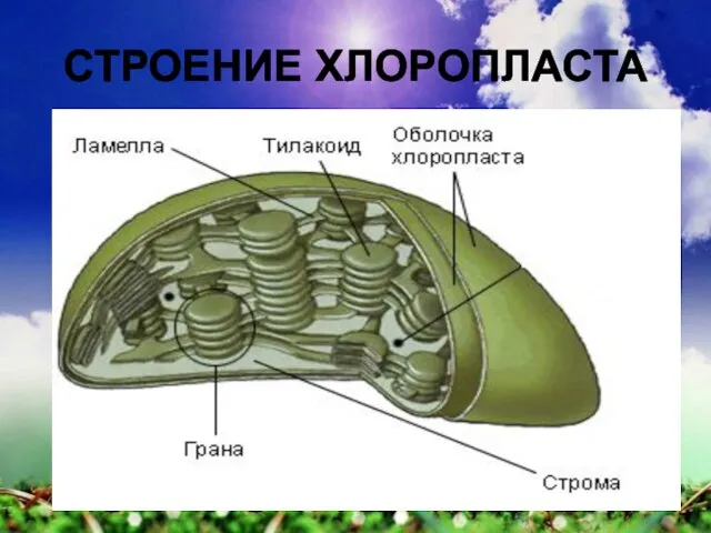 СТРОЕНИЕ ХЛОРОПЛАСТА