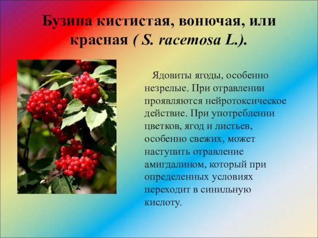 Бузина кистистая, вонючая, или красная ( S. racemosa L.). Ядовиты ягоды, особенно