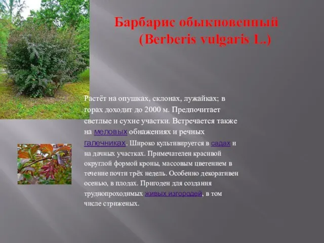 Барбарис обыкновенный (Berberis vulgaris L.) Растёт на опушках, склонах, лужайках; в горах
