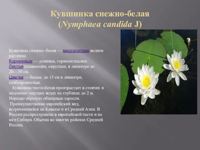 Кувшинка снежно-белая (Nymphaea candida J) Кувшинка снежно- белая — многолетнее водное растение.
