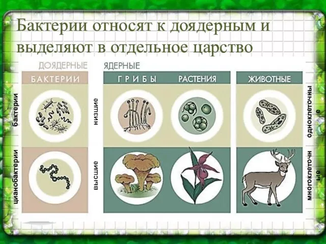 Бактерии относят к доядерным и выделяют в отдельное царство цианобактерии бактерии многоклеточные одноклеточные высшие низшие