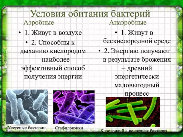 Условия обитания бактерий Аэробные 1. Живут в воздухе 2. Способны к дыханию