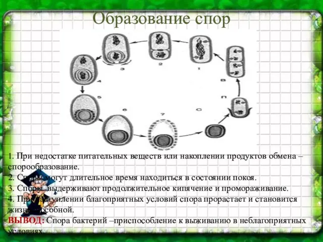 Образование спор 1. При недостатке питательных веществ или накоплении продуктов обмена –