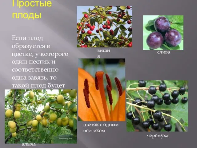 Простые плоды Если плод образуется в цветке, у которого один пестик и