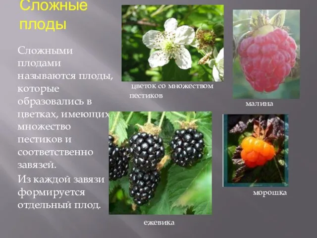 Сложные плоды Сложными плодами называются плоды, которые образовались в цветках, имеющих множество