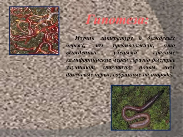 Гипотеза: Изучив литературу о дождевых червях, мы предположили, что выведенные учёными красные