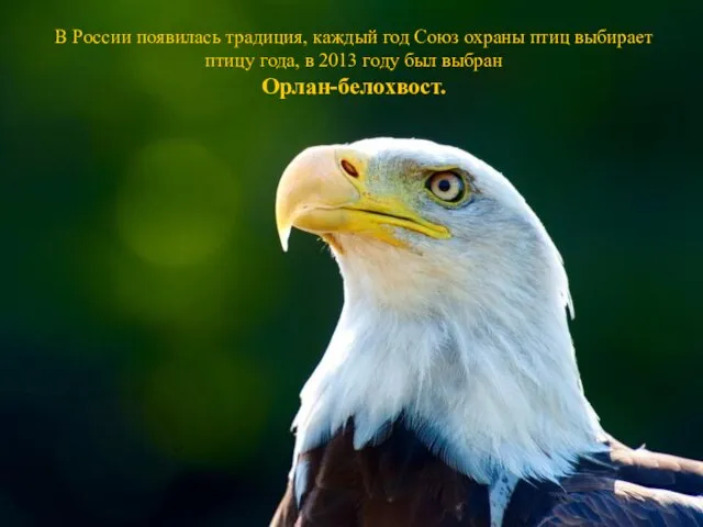 В России появилась традиция, каждый год Союз охраны птиц выбирает птицу года,