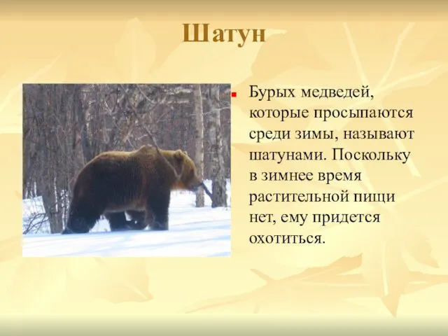 Шатун Бурых медведей, которые просыпаются среди зимы, называют шатунами. Поскольку в зимнее