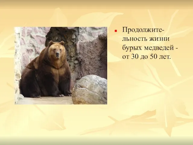 Продолжите-льность жизни бурых медведей - от 30 до 50 лет.