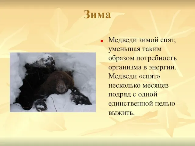 Зима Медведи зимой спят, уменьшая таким образом потребность организма в энергии. Медведи