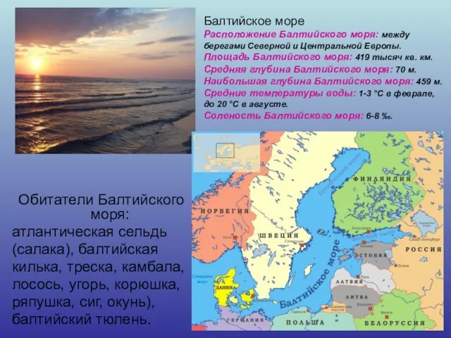 Обитатели Балтийского моря: атлантическая сельдь (салака), балтийская килька, треска, камбала, лосось, угорь,