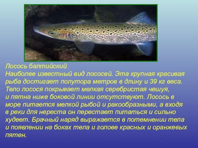 Лосось балтийский Наиболее известный вид лососей. Эта крупная красивая рыба достигает полутора