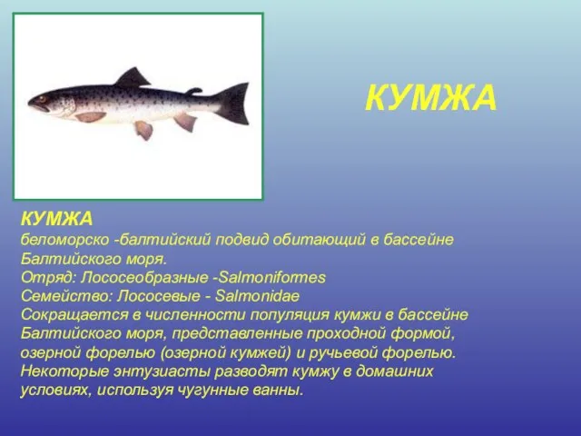 КУМЖА КУМЖА беломорско -балтийский подвид обитающий в бассейне Балтийского моря. Отряд: Лососеобразные