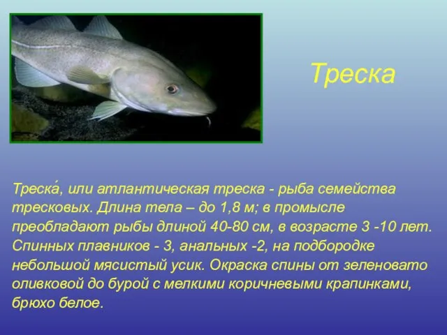 Треска Треска́, или атлантическая треска - рыба семейства тресковых. Длина тела –