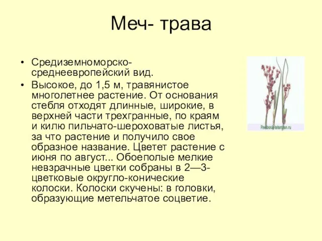 Меч- трава Средиземноморско-среднеевропейский вид. Высокое, до 1,5 м, травянистое многолетнее растение. От