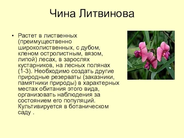 Чина Литвинова Растет в лиственных (преимущественно широколиственных, с дубом, кленом остролистным, вязом,