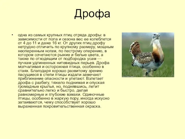 Дрофа одна из самых крупных птиц отряда дрофы: в зависимости от пола