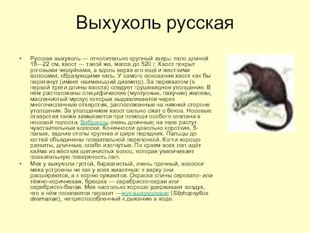 Выхухоль русская Русская выхухоль — относительно крупный зверь: тело длиной 18—22 см,