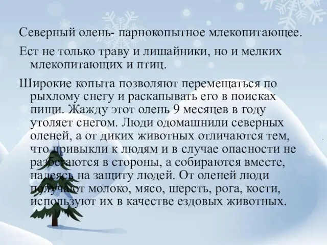 Северный олень- парнокопытное млекопитающее. Ест не только траву и лишайники, но и