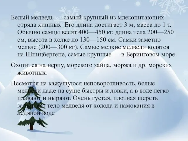 Белый медведь — самый крупный из млекопитающих отряда хищных. Его длина достигает