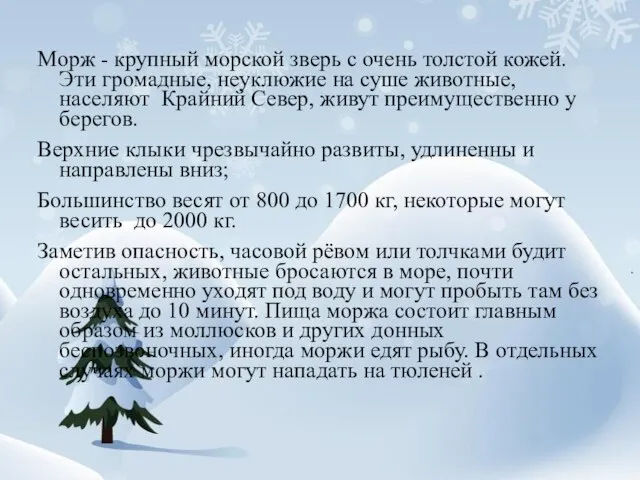 Морж - крупный морской зверь с очень толстой кожей. Эти громадные, неуклюжие