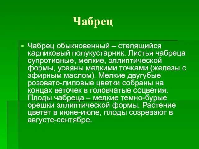 Чабрец Чабрец обыкновенный – стелящийся карликовый полукустарник. Листья чабреца супротивные, мелкие, эллиптической