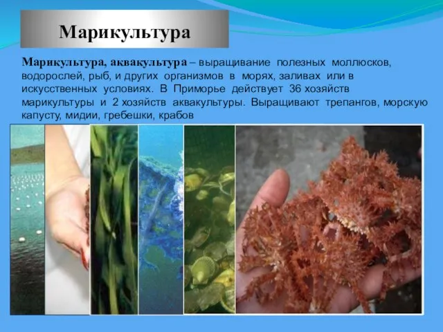 Марикультура Марикультура, аквакультура – выращивание полезных моллюсков, водорослей, рыб, и других организмов