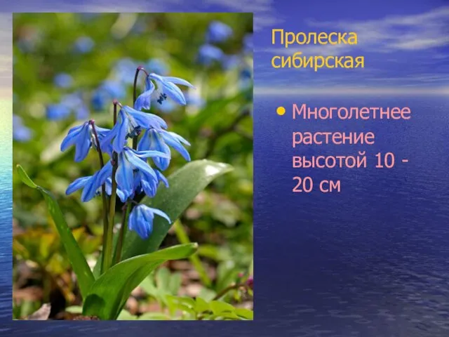 Пролеска сибирская Многолетнее растение высотой 10 - 20 см