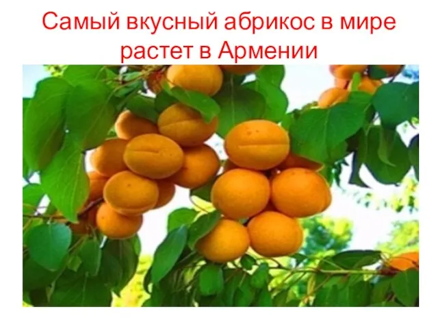 Самый вкусный абрикос в мире растет в Армении