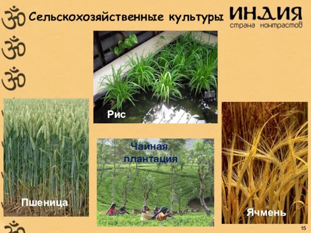 Сельскохозяйственные культуры Пшеница Ячмень Рис Чайная плантация 15