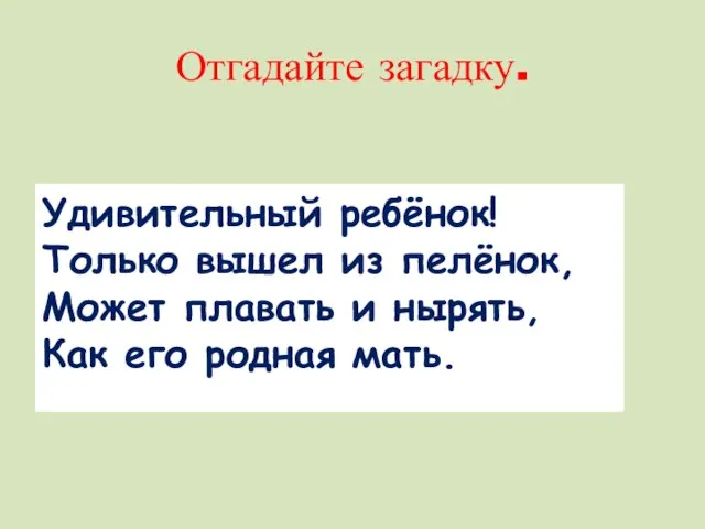 Отгадайте загадку. Удивительный ребёнок! Только вышел из пелёнок, Может плавать и нырять, Как его родная мать.