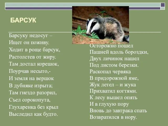 БАРСУК Барсуку недосуг – Ищет он поживу. Ходит в роще барсук, Растолстев