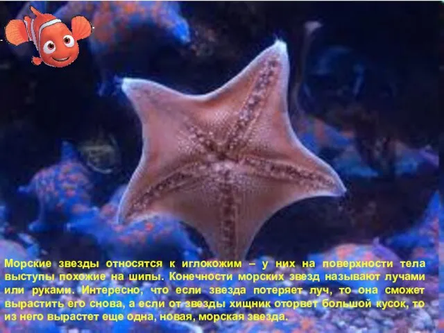 Морские звезды относятся к иглокожим – у них на поверхности тела выступы