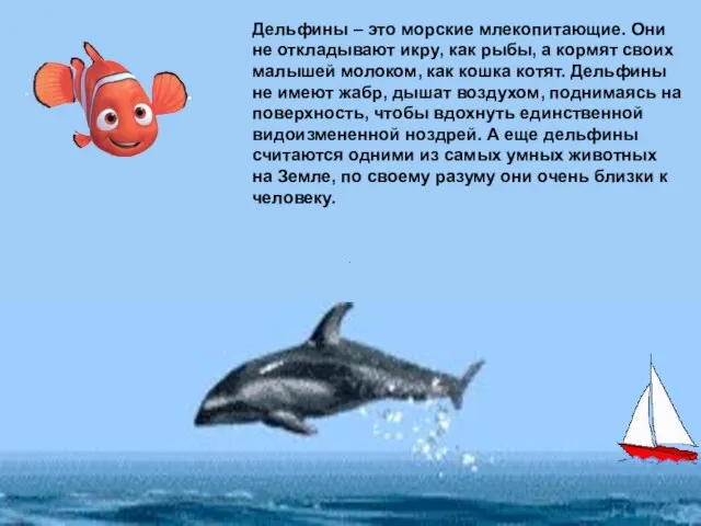 Дельфины – это морские млекопитающие. Они не откладывают икру, как рыбы, а