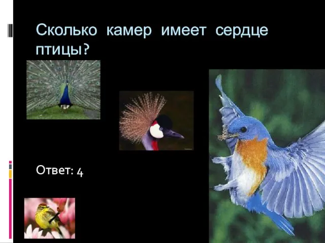 Сколько камер имеет сердце птицы? Ответ: 4
