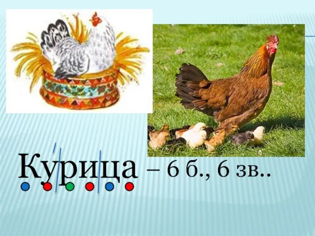 Курица – 6 б., 6 зв..