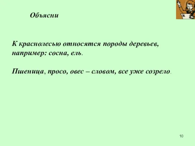 К краснолесью относятся породы деревьев, например: сосна, ель. Пшеница, просо, овес –