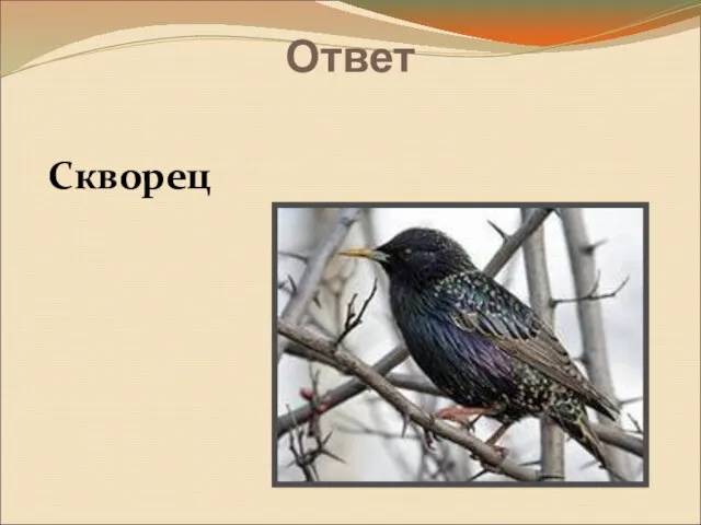 Ответ Скворец