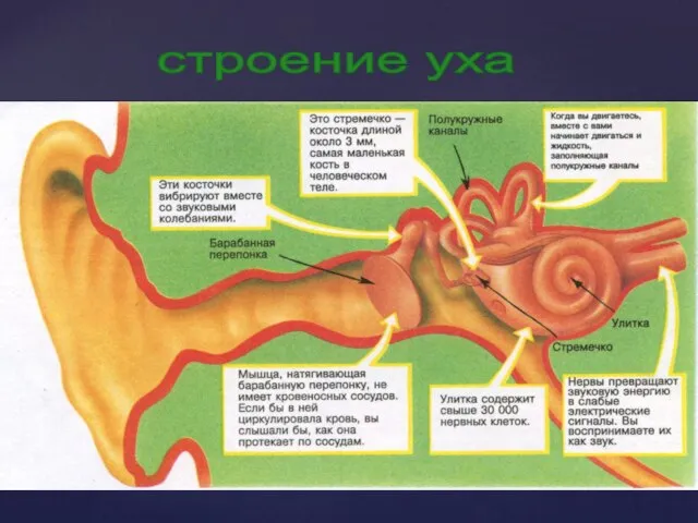 строение уха