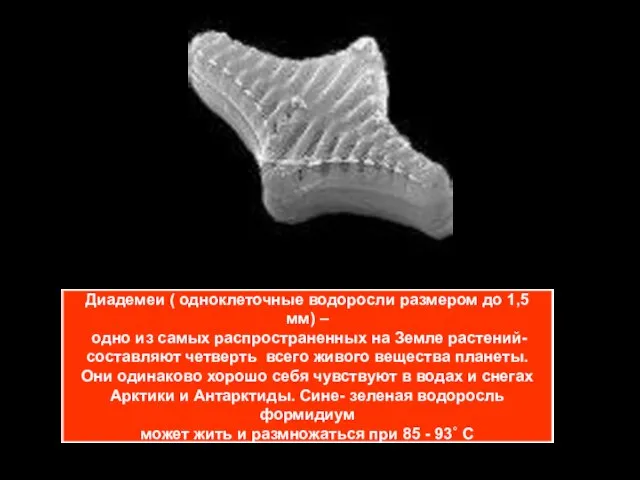 Диадемеи ( одноклеточные водоросли размером до 1,5 мм) – одно из самых