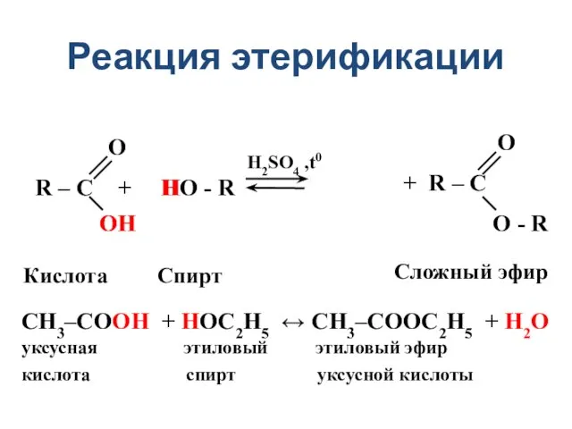 Реакция этерификации R – C + HO - R H2SO4 ,t0 O