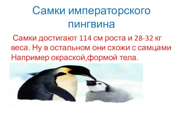 Самки императорского пингвина Самки достигают 114 см роста и 28-32 кг веса.