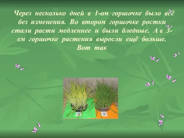 Через несколько дней в 1-ом горшочке было всё без изменения. Во втором