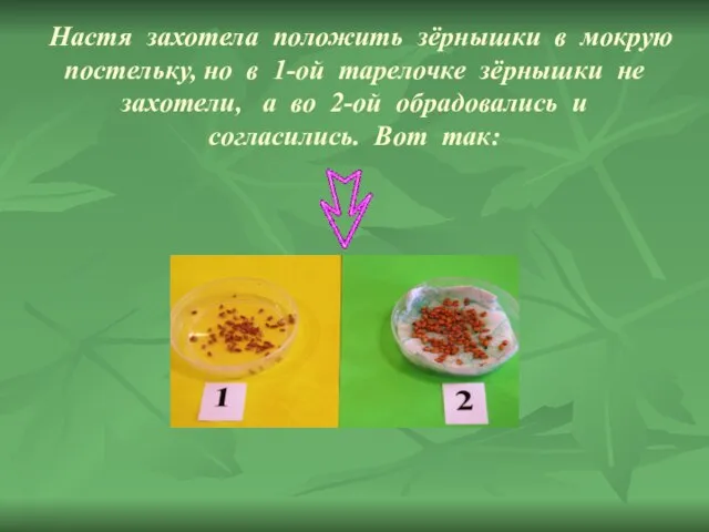 Настя захотела положить зёрнышки в мокрую постельку, но в 1-ой тарелочке зёрнышки