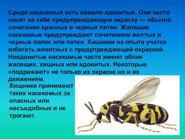 Среди насекомых есть немало ядовитых. Они часто носят на себе предупреждающую окраску