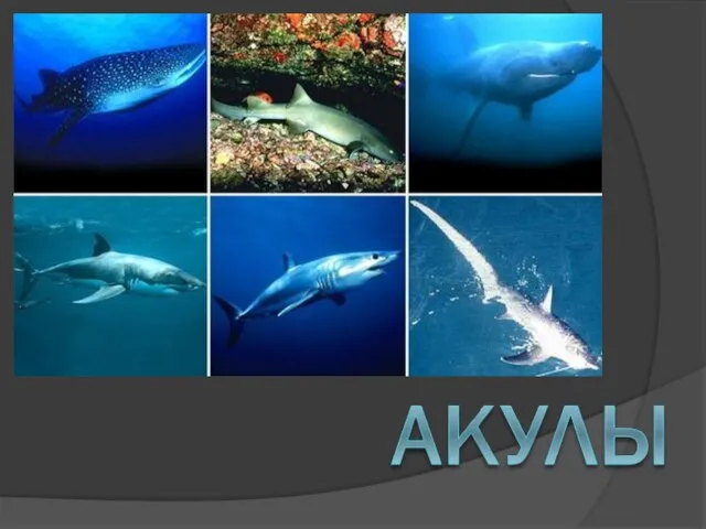 Презентация на тему Акулы