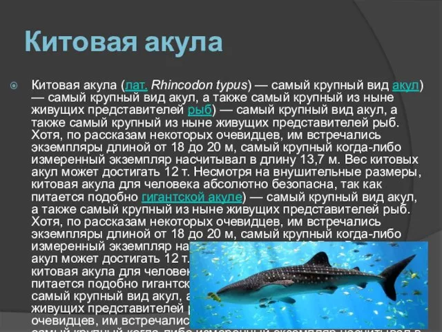 Китовая акула Китовая акула (лат. Rhincodon typus) — самый крупный вид акул)