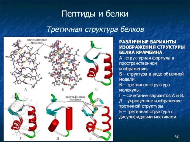 Пептиды и белки Третичная структура белков РАЗЛИЧНЫЕ ВАРИАНТЫ ИЗОБРАЖЕНИЯ СТРУКТУРЫ БЕЛКА КРАМБИНА.